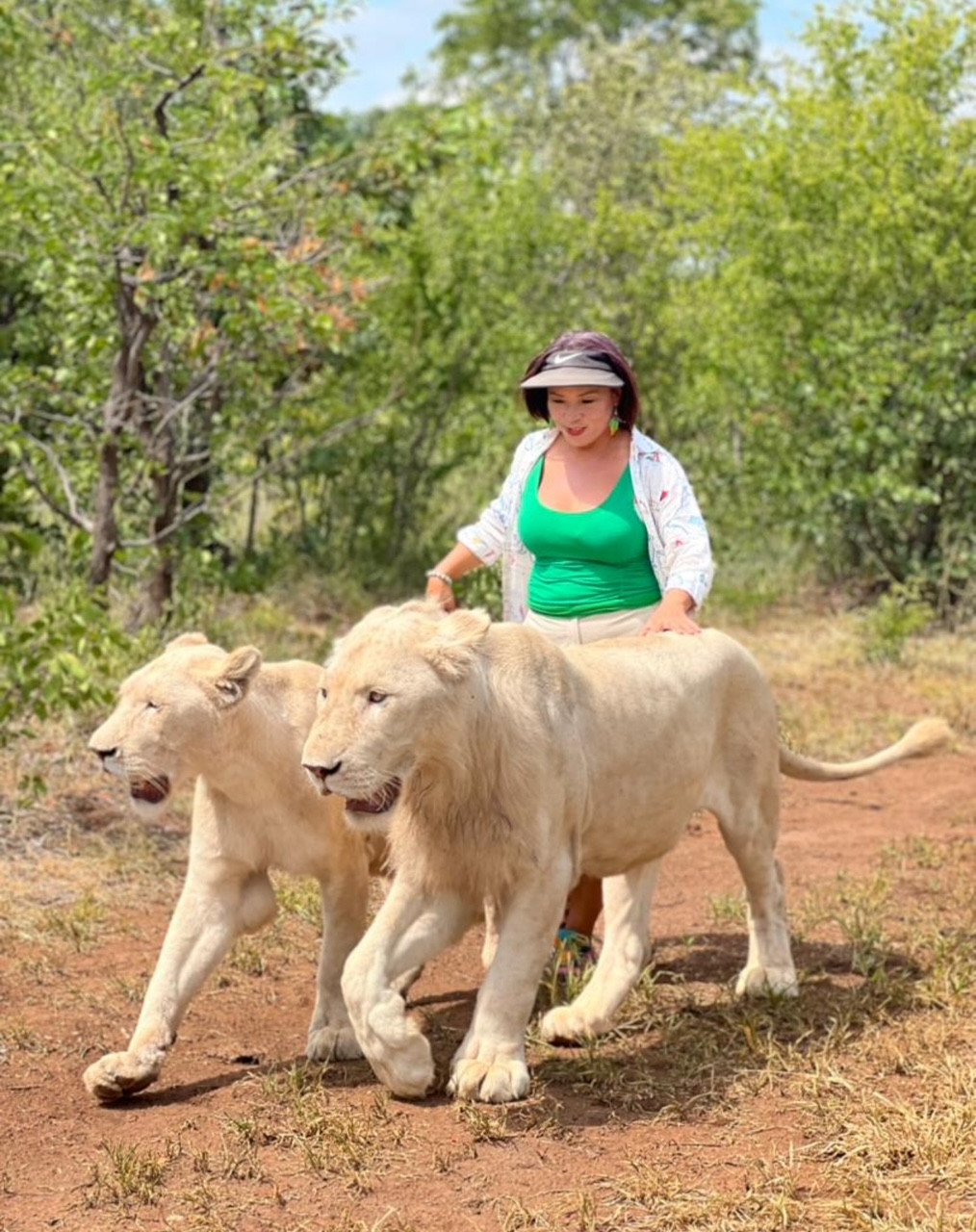 Lady walking with White Lions