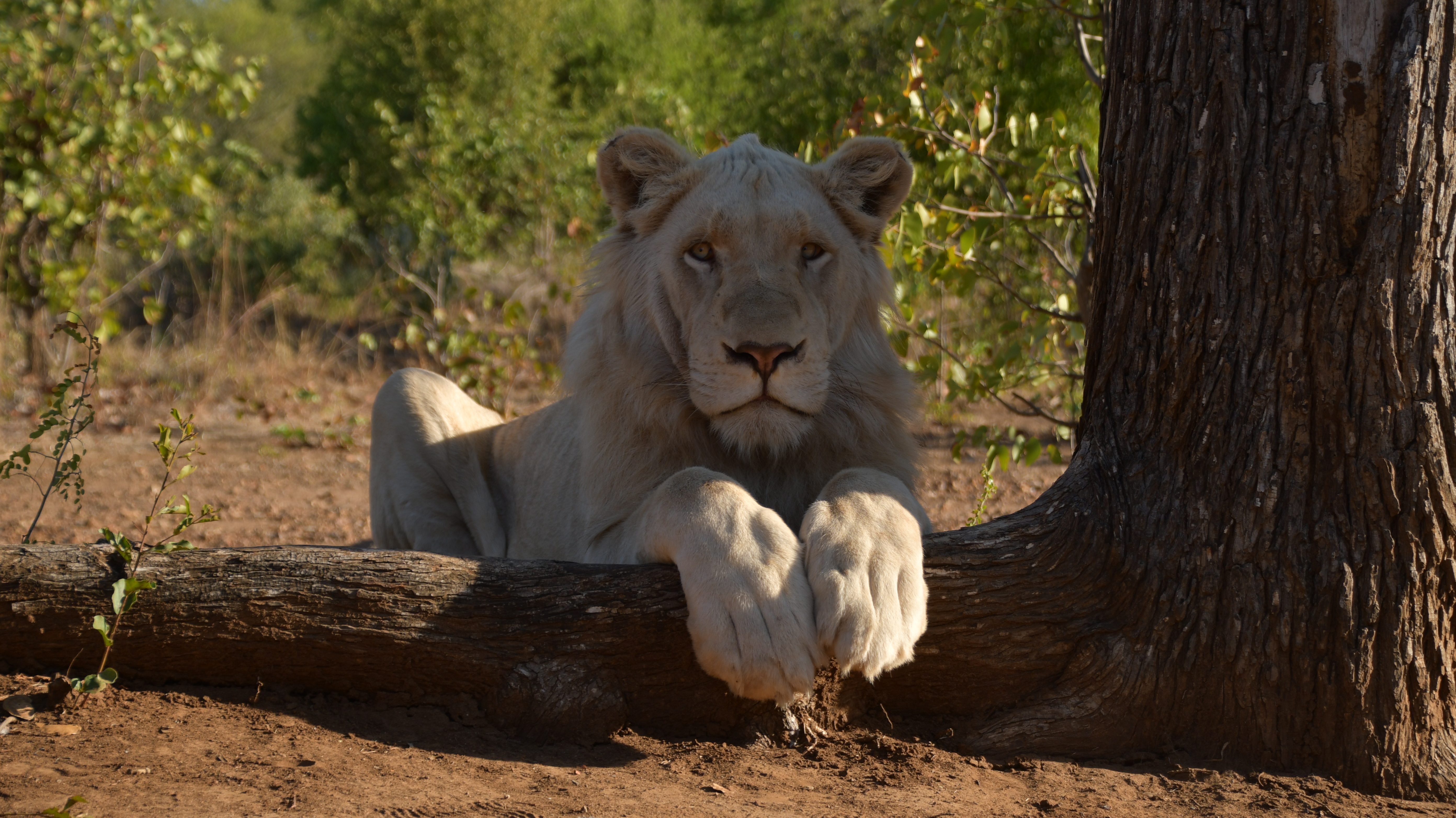 Lion in the shade